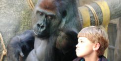 Gorilla and boy