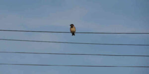 Bird on a wire