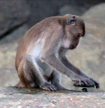 Macaque using tool