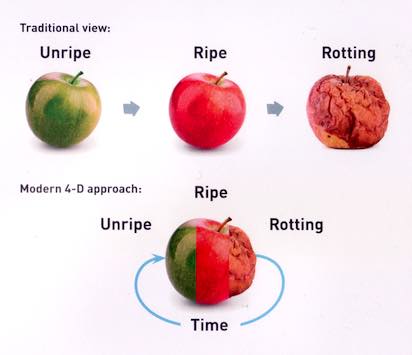 An apple through time